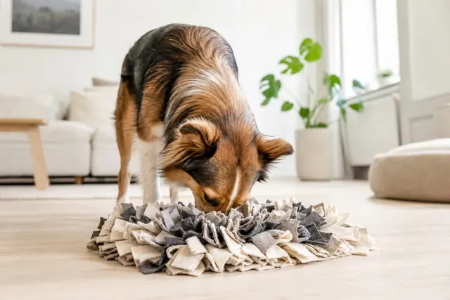 Bästa sniffmattan för hund 2026 – nosjobb som tröttar ut