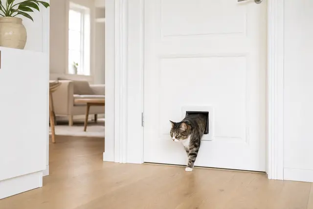 Kattluckor