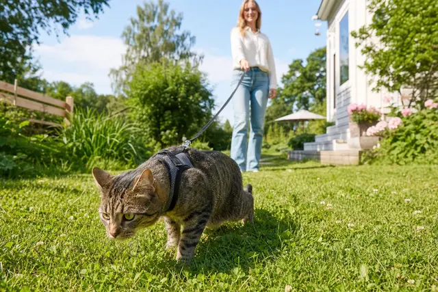 Bästa kattselen 2026 – rymningssäker sele & koppel